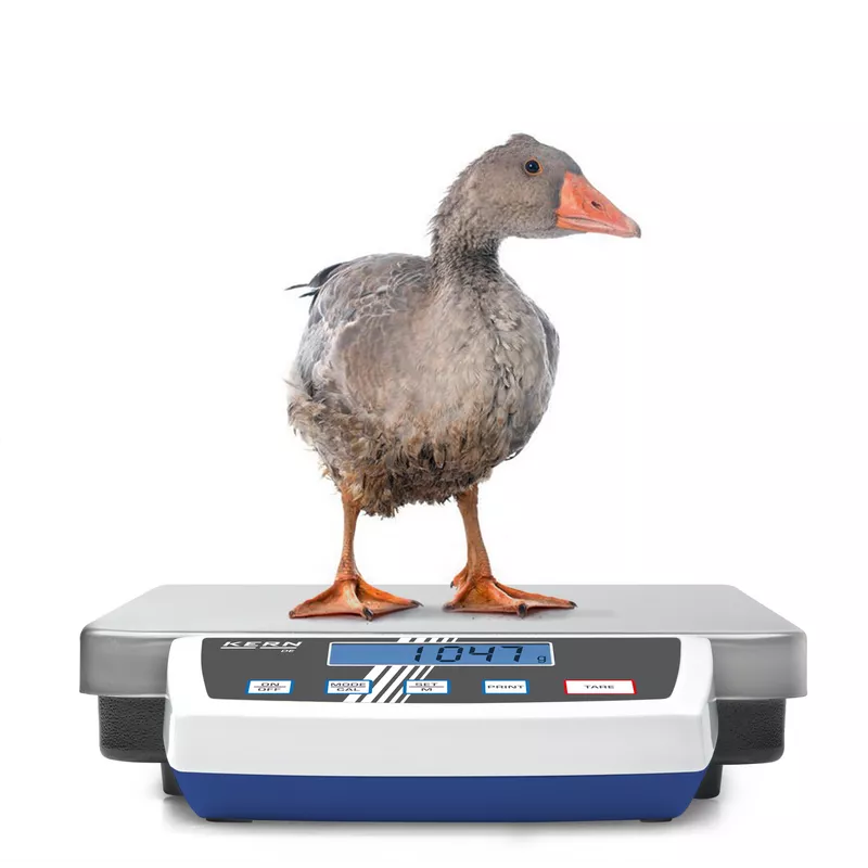 Balance plate-forme en acier inoxydable KERN DE-D pour industrie, colis | Interbalances