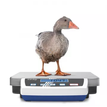 Balance plate-forme en acier inoxydable KERN DE pour industrie, colis | Interbalances